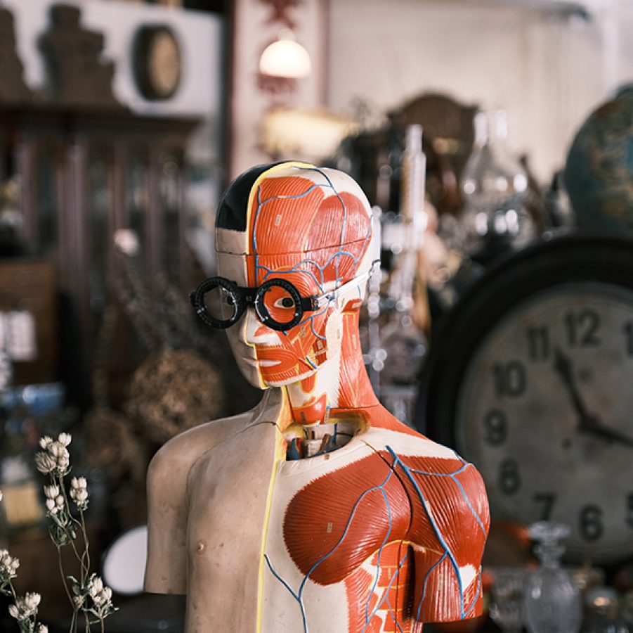 Anatomical model in Jiksap